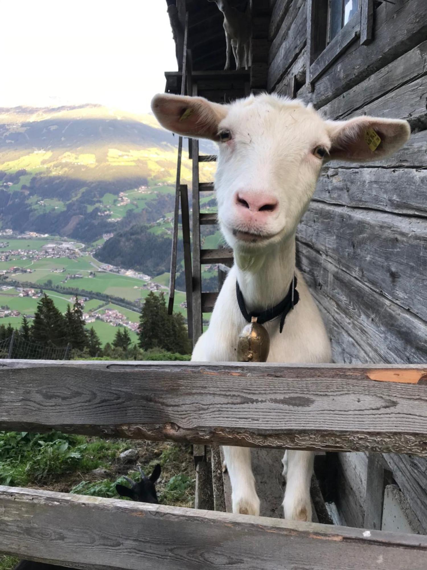 Goass'N Alm Zillertal Villa Hippach Luaran gambar